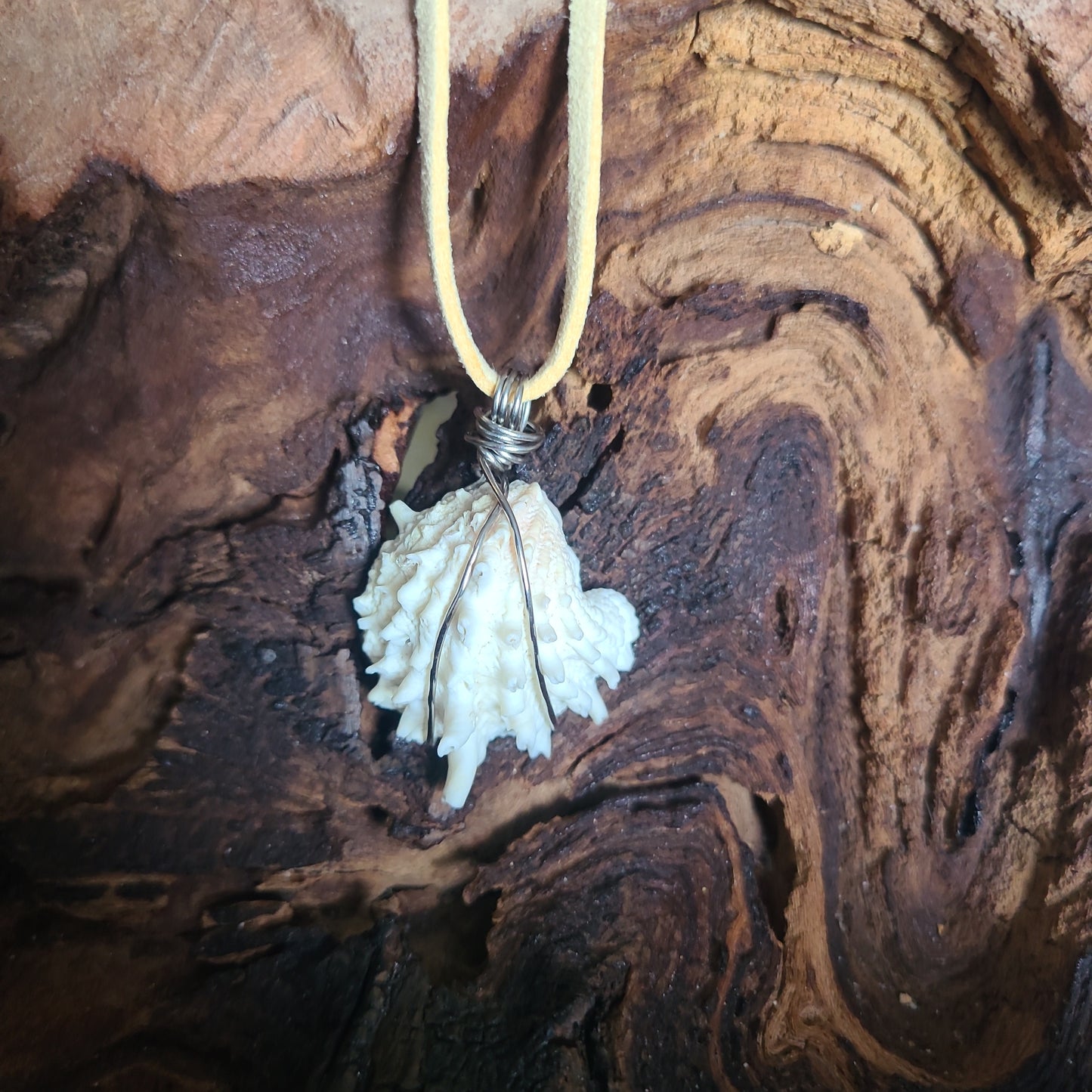 Spiny Jewel Box Shell Necklace