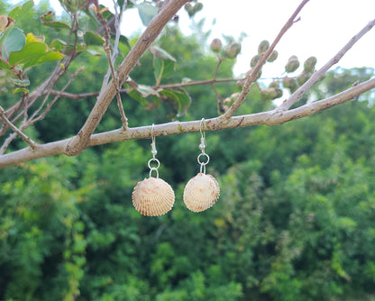 Florida Cockle Shell Drop Earrings