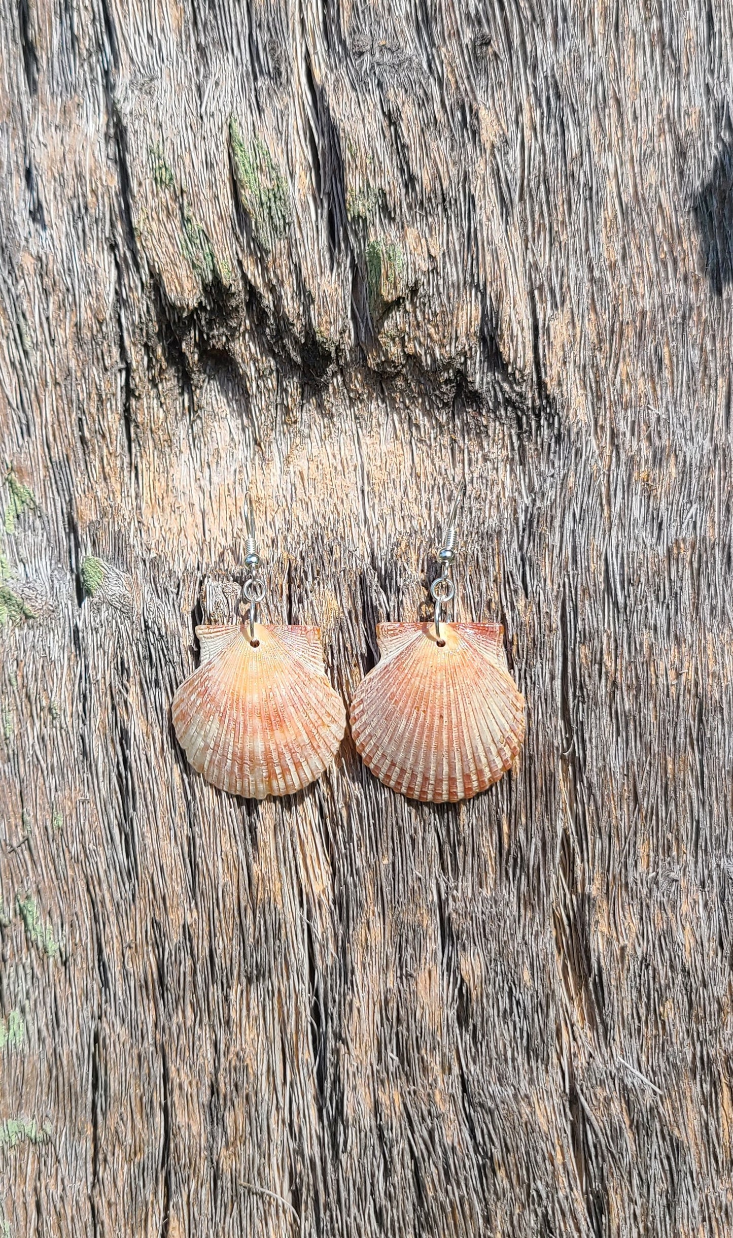 Burnt Orange Bay Scallop Shell Drop Earrings