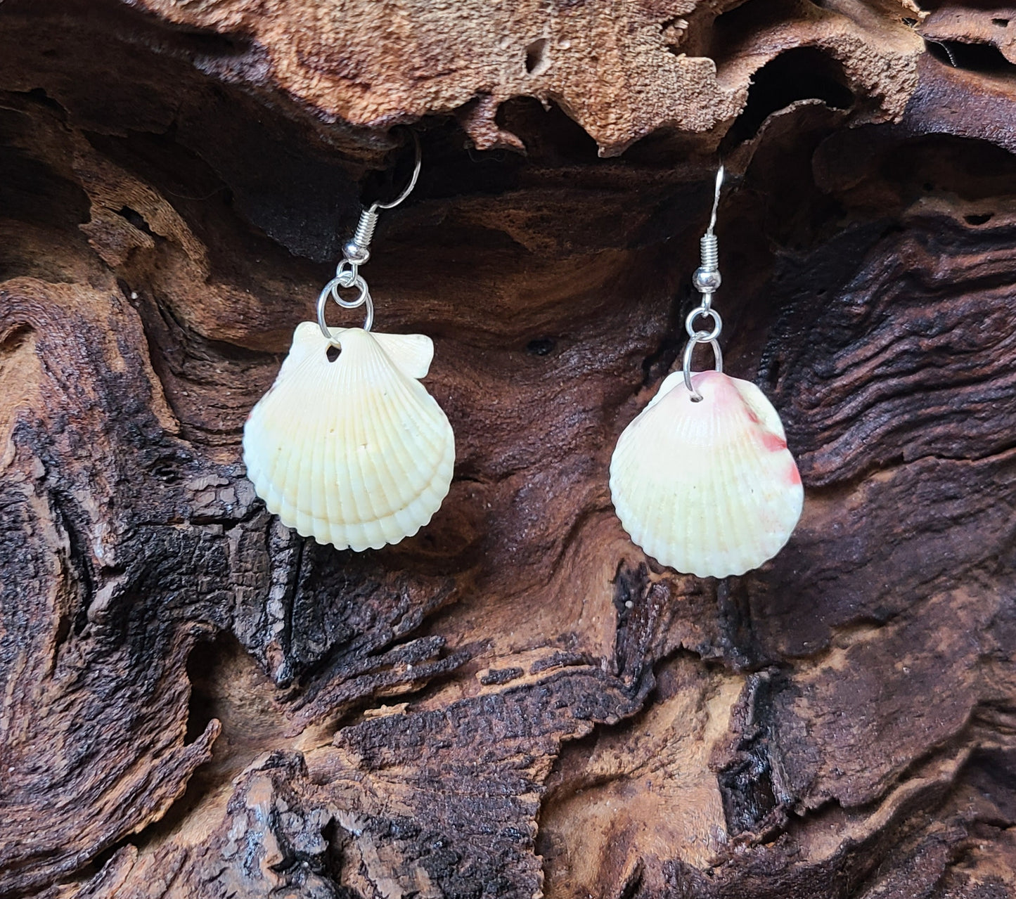 Cream or White Scallop Shell Dangle Earrings