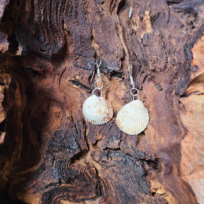 Florida Cockle Shell Drop Earrings