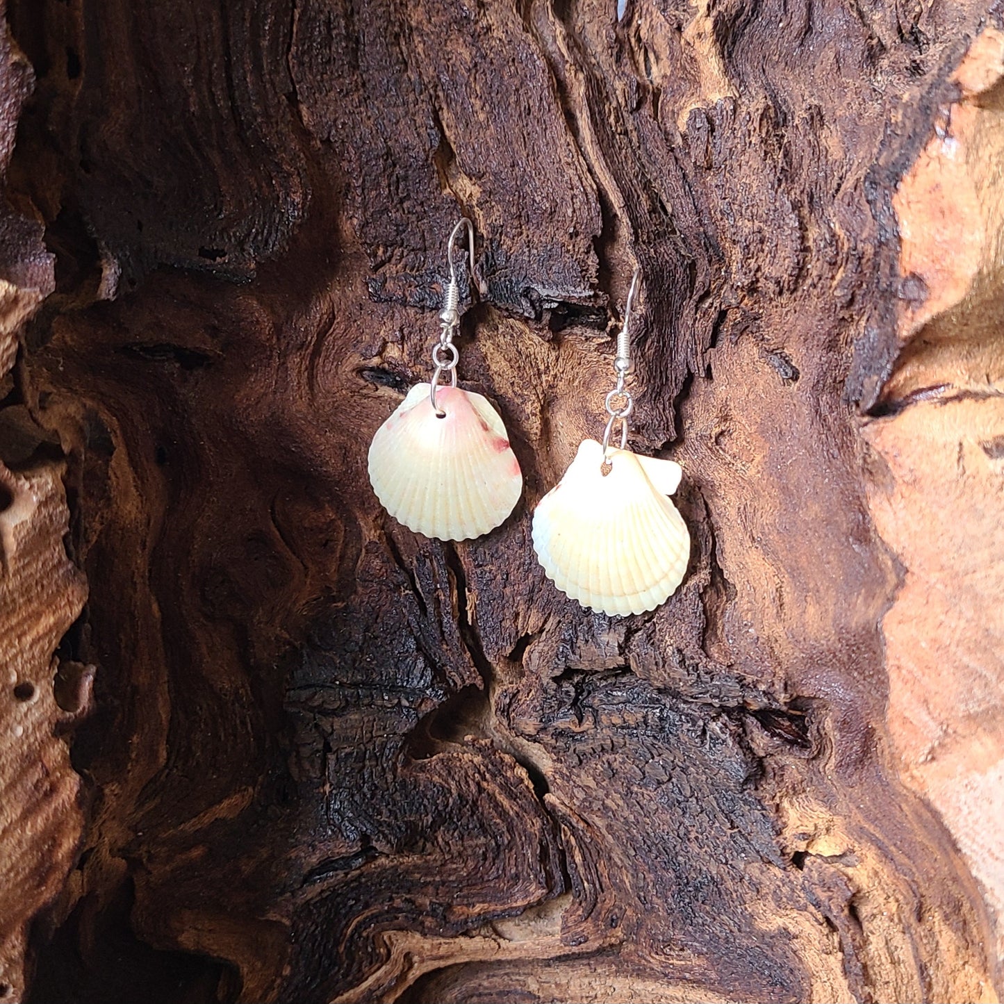 Cream or White Scallop Shell Dangle Earrings