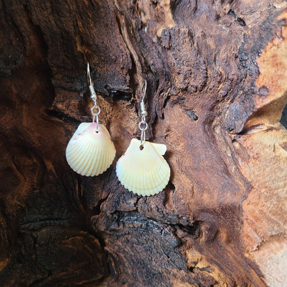 Cream or White Scallop Shell Dangle Earrings