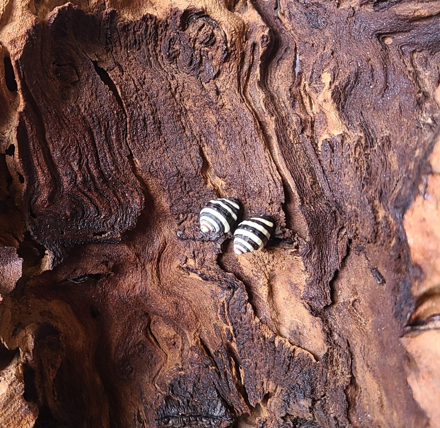 Bee Hive Snail Shell Stud Earrings