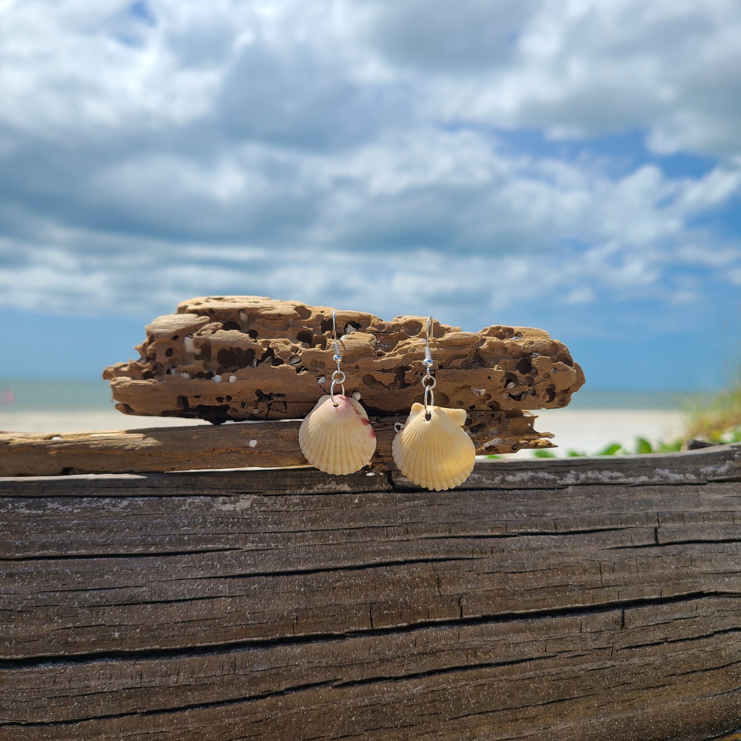 Cream or White Scallop Shell Dangle Earrings