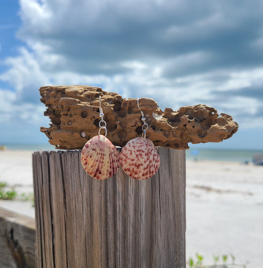 Vibrant Calico Scallop Shell Drop Earrings