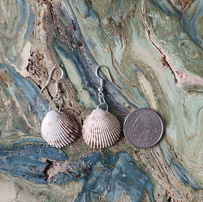 Florida Cockle Shell Drop Earrings