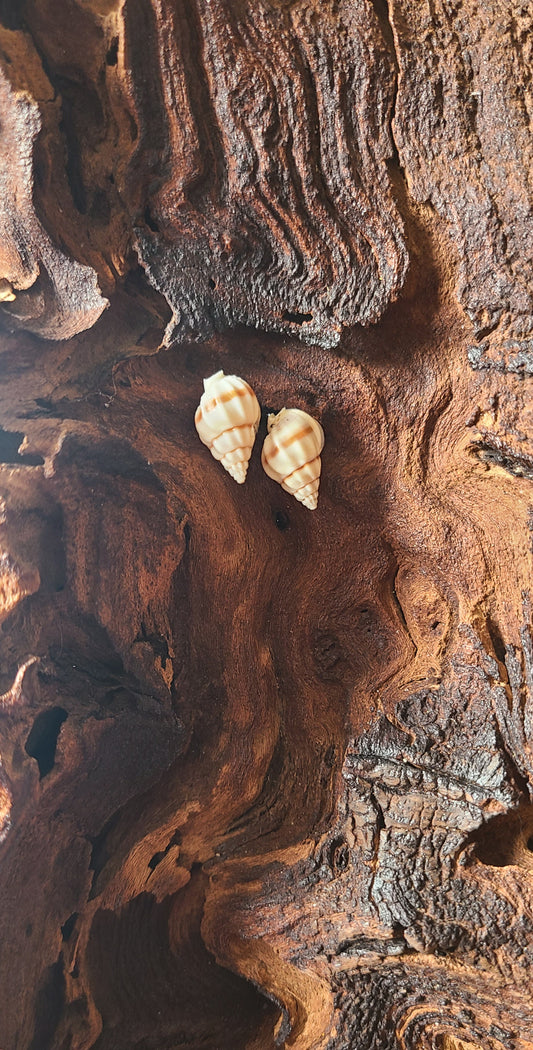 Stripped Nassa Shell Stud Earrings (tan & white)