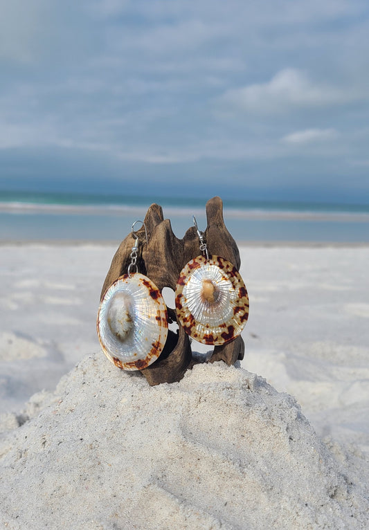 Large Captivating False Limpet Shell Earrings