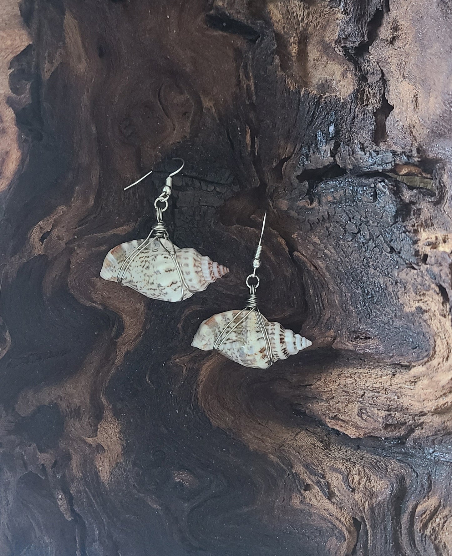 Simple Florida Rock Snail Earrings