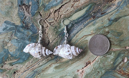 Simple Florida Rock Snail Earrings