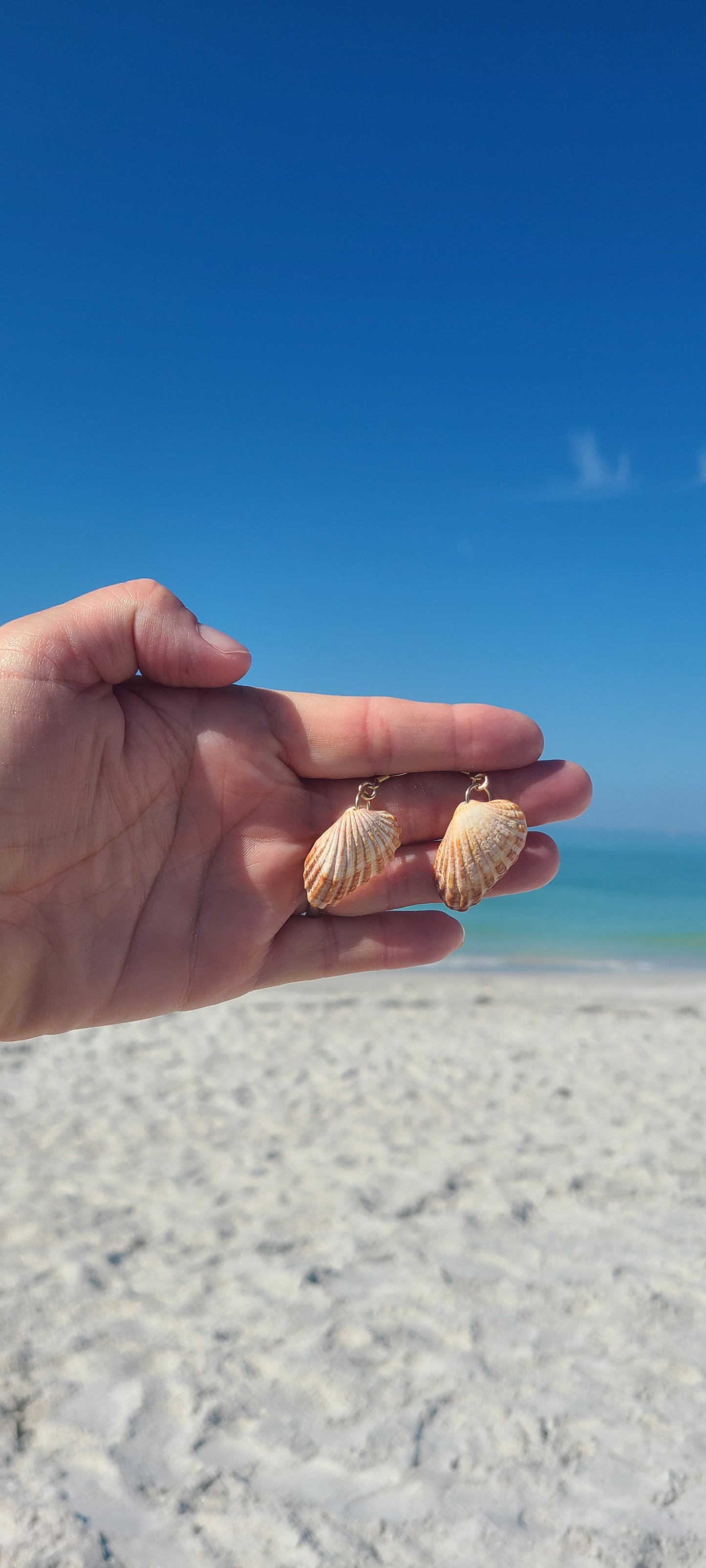 Gold Cardita Shell Earrings (14 kgf)