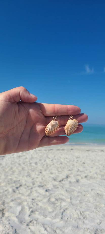 Gold Cardita Shell Earrings (14 kgf)