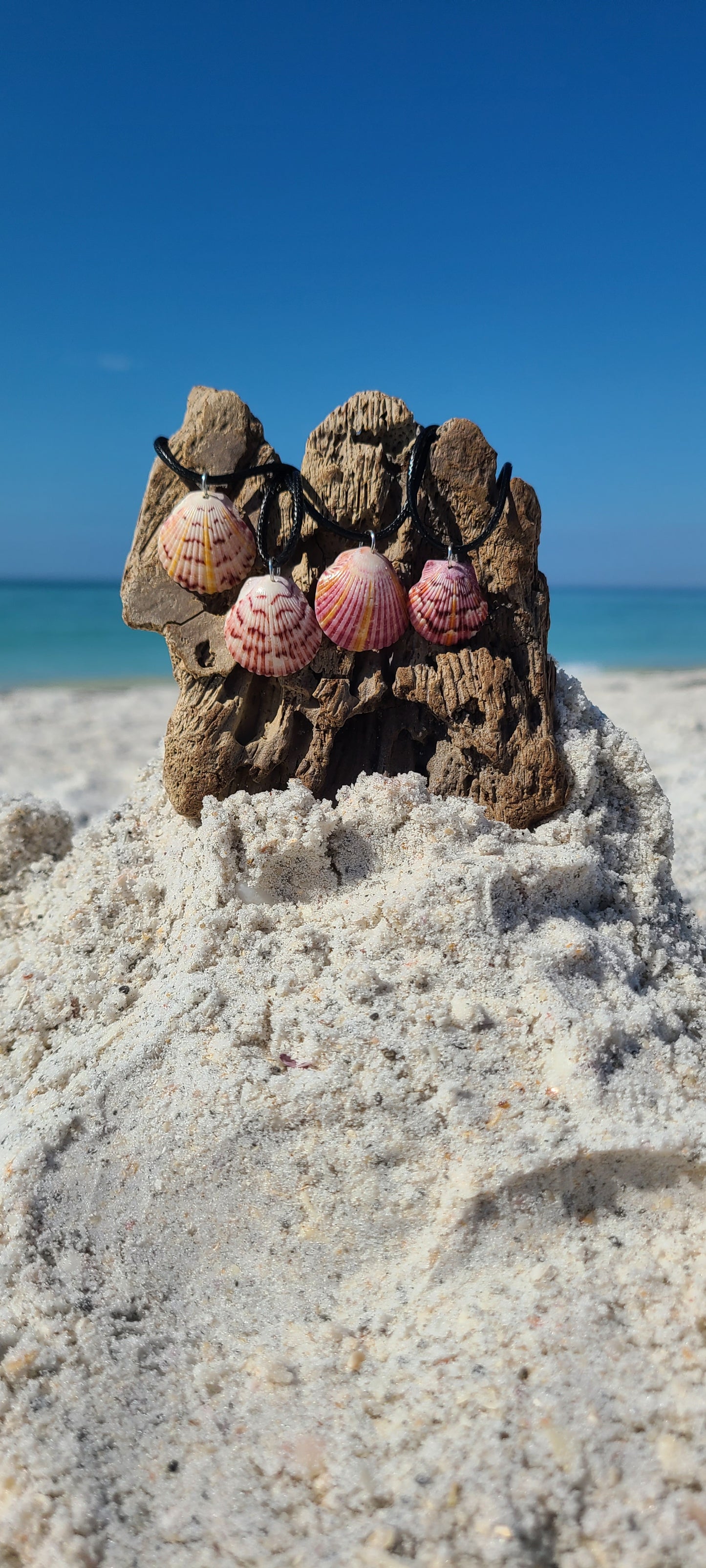 Baby Scallop Shell Necklaces