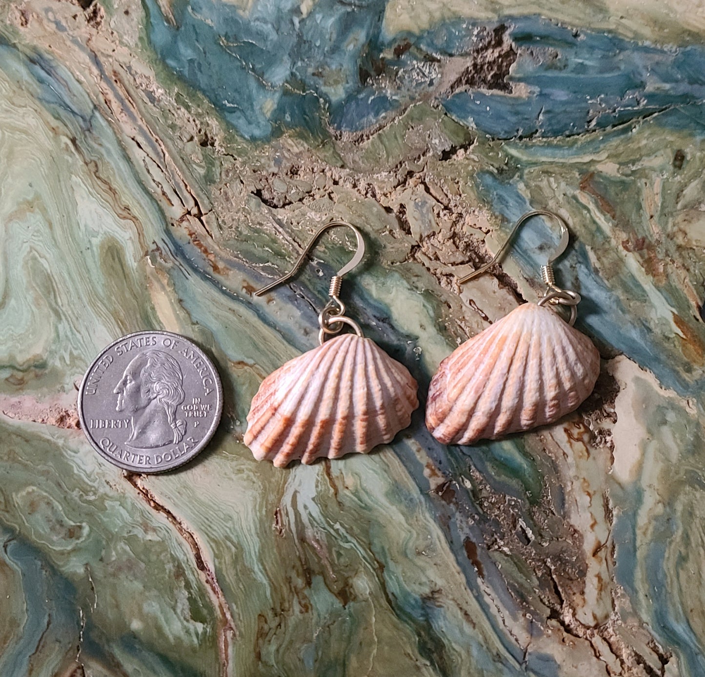 Gold Cardita Shell Earrings (14 kgf)