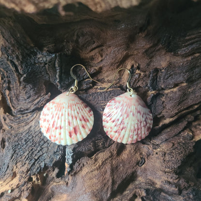 Calico Scallop Shell Gold Filled Earrings (14kgf)