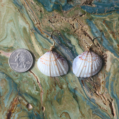 White & Gray Venus Clam Shell Gold Filled Earrings (14kgf)