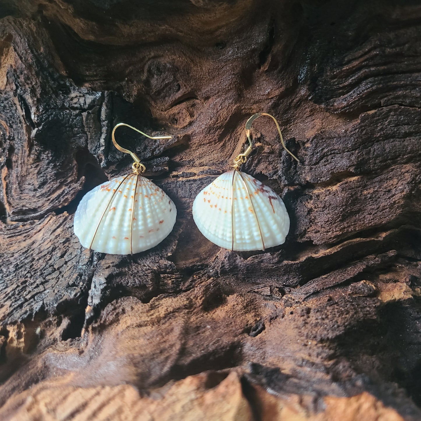 White & Gray Venus Clam Shell Gold Filled Earrings (14kgf)