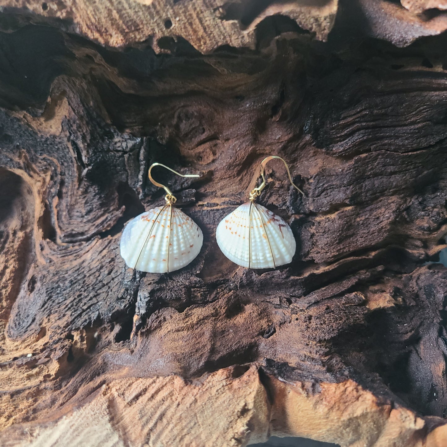 White & Gray Venus Clam Shell Gold Filled Earrings (14kgf)