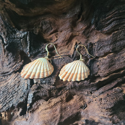 Gold Cardita Shell Earrings (14 kgf)