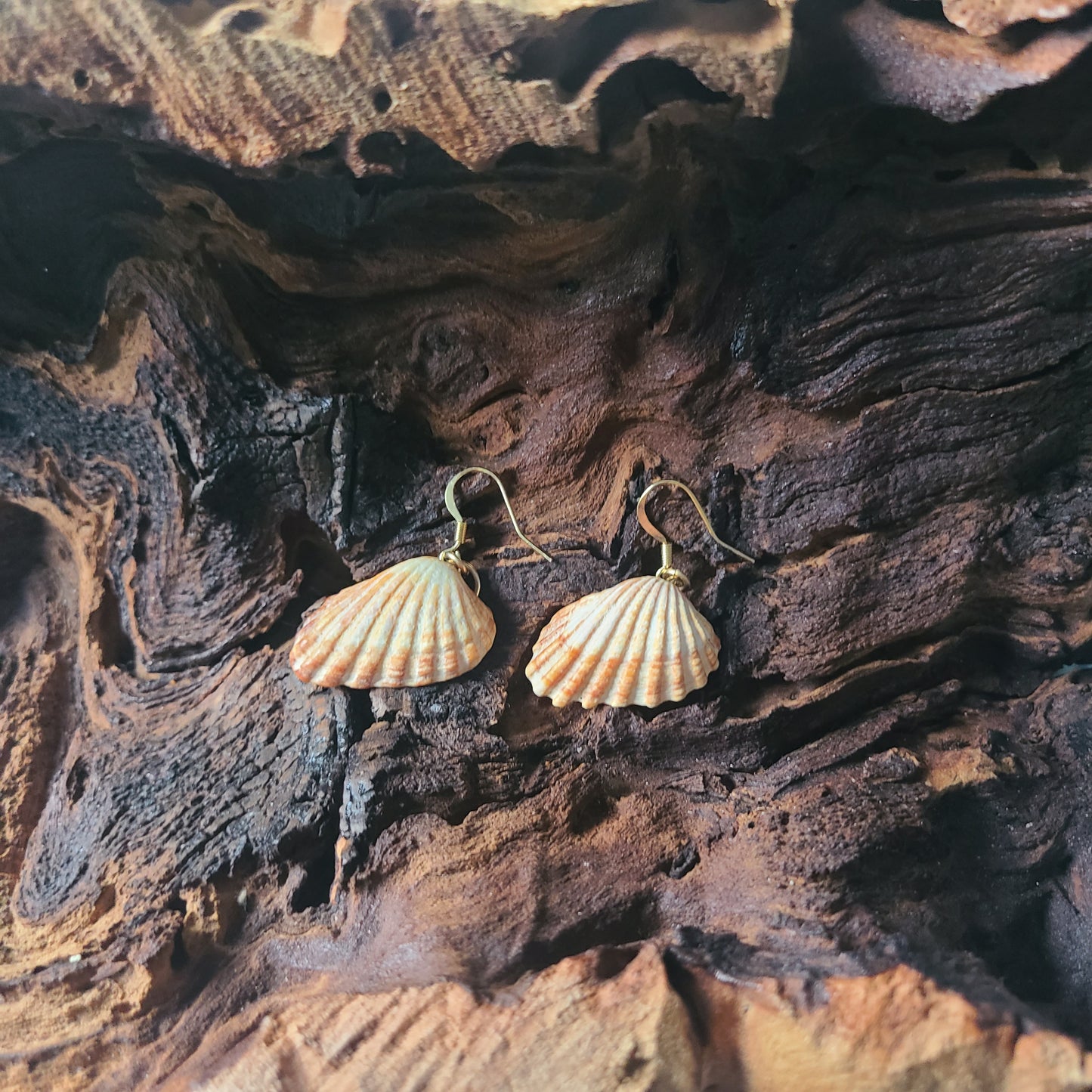 Gold Cardita Shell Earrings (14 kgf)