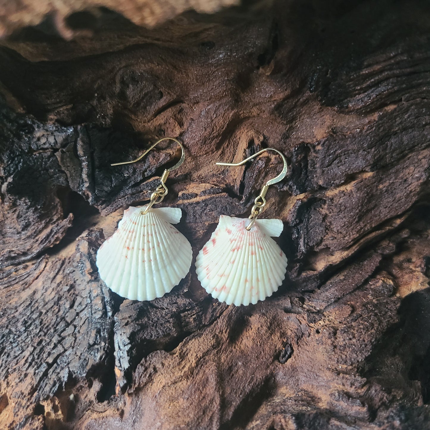 White Scallop Shell Gold Filled Earrings (14 kgf)