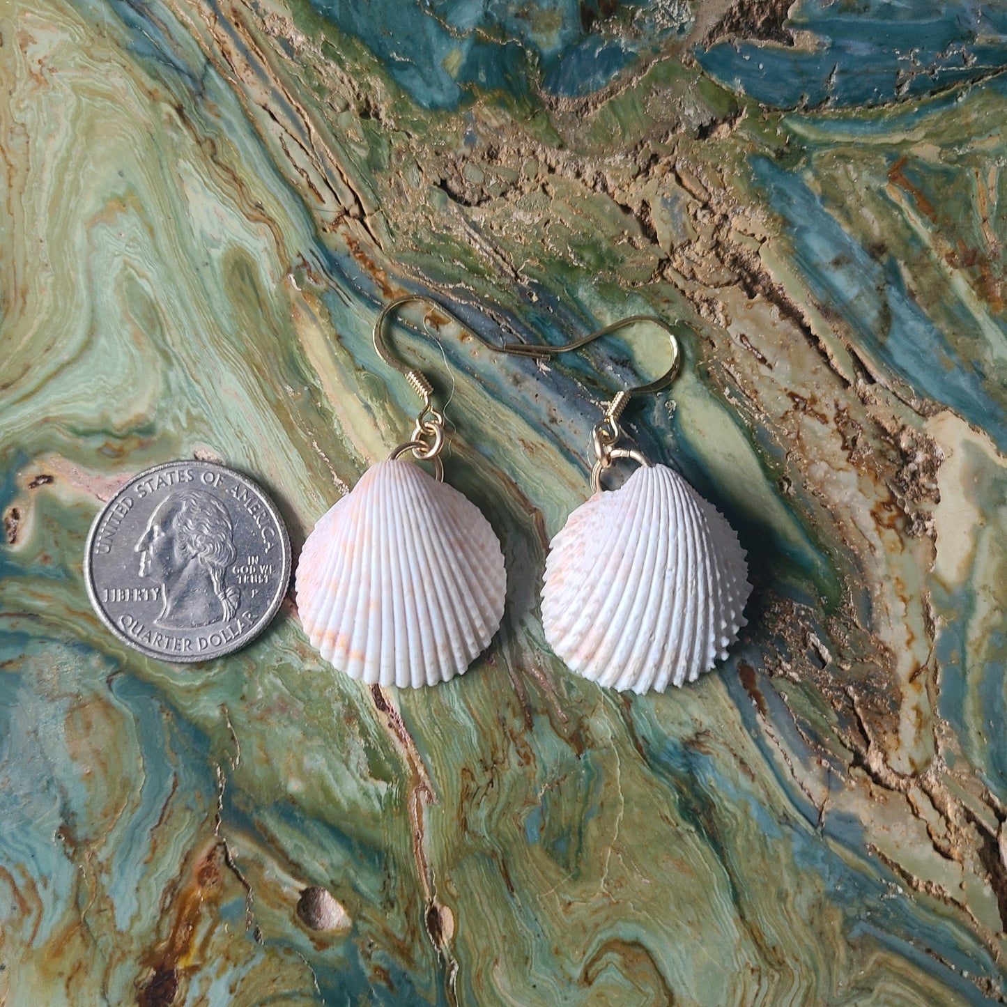 White Florida Cockle Shell Gold Earrings (14kgf)