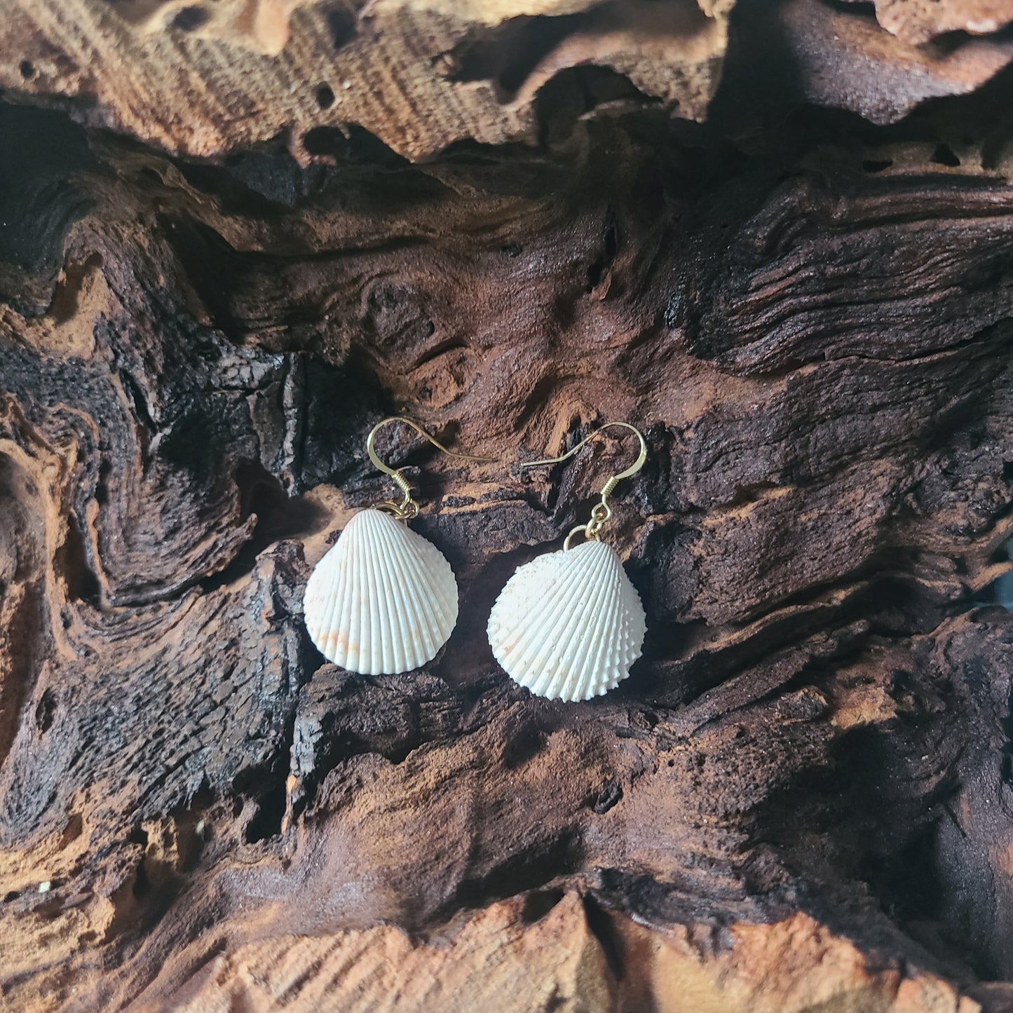 White Florida Cockle Shell Gold Earrings (14kgf)