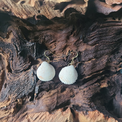 White Florida Cockle Shell Gold Earrings (14kgf)