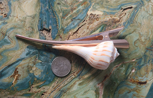 Large Lightning Welch Sea Shell Hair Clip