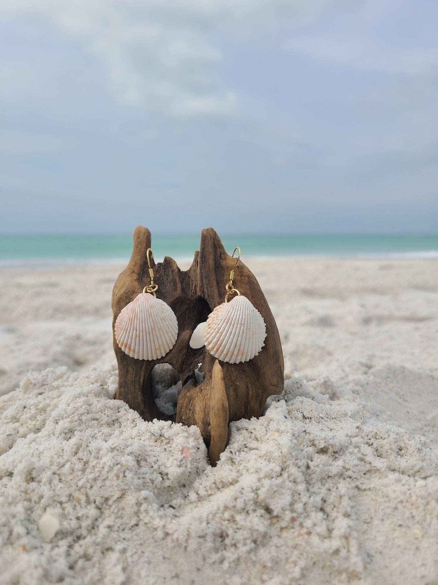 White Florida Cockle Shell Gold Earrings (14kgf)