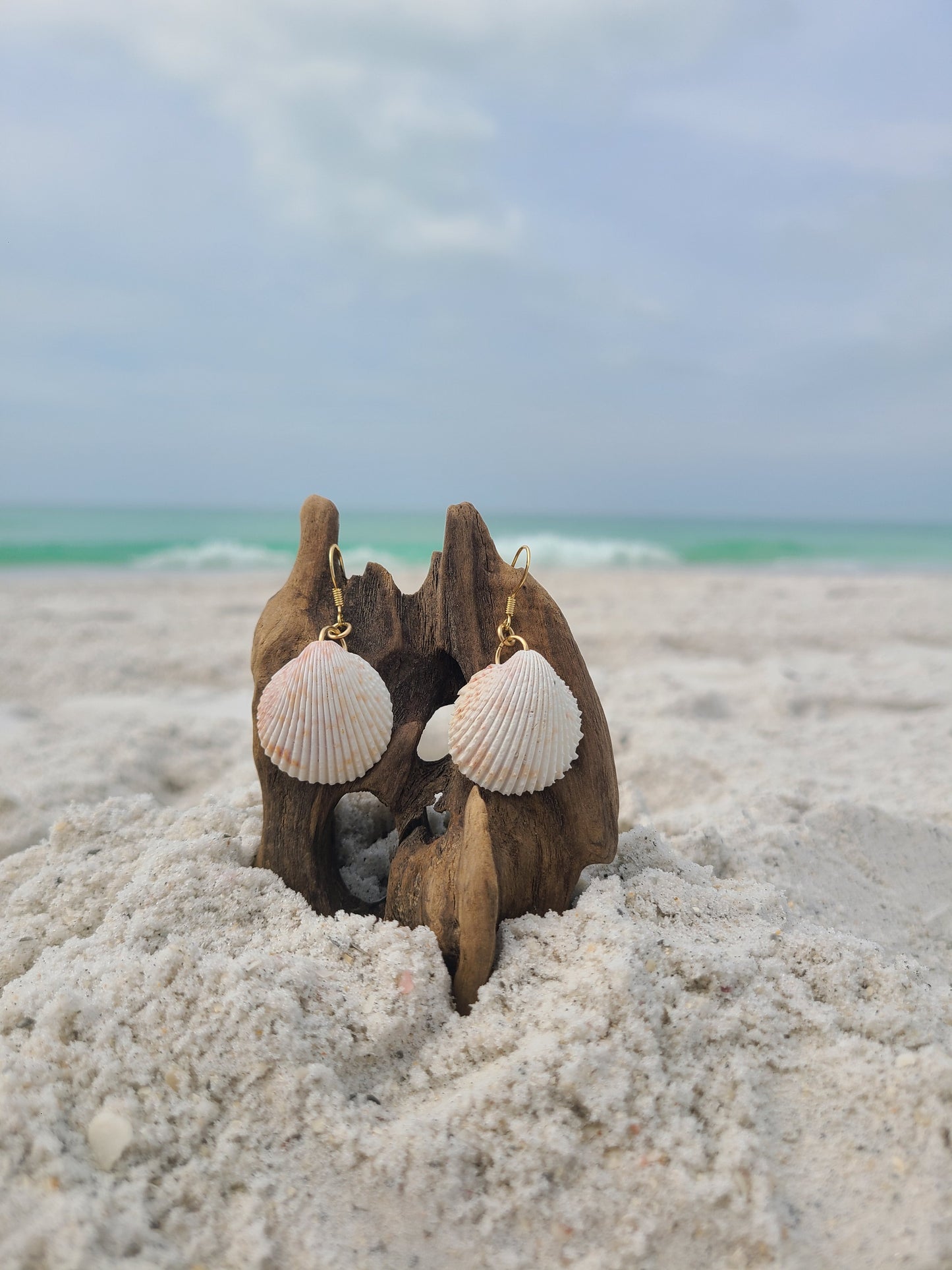 White Florida Cockle Shell Gold Earrings (14kgf)