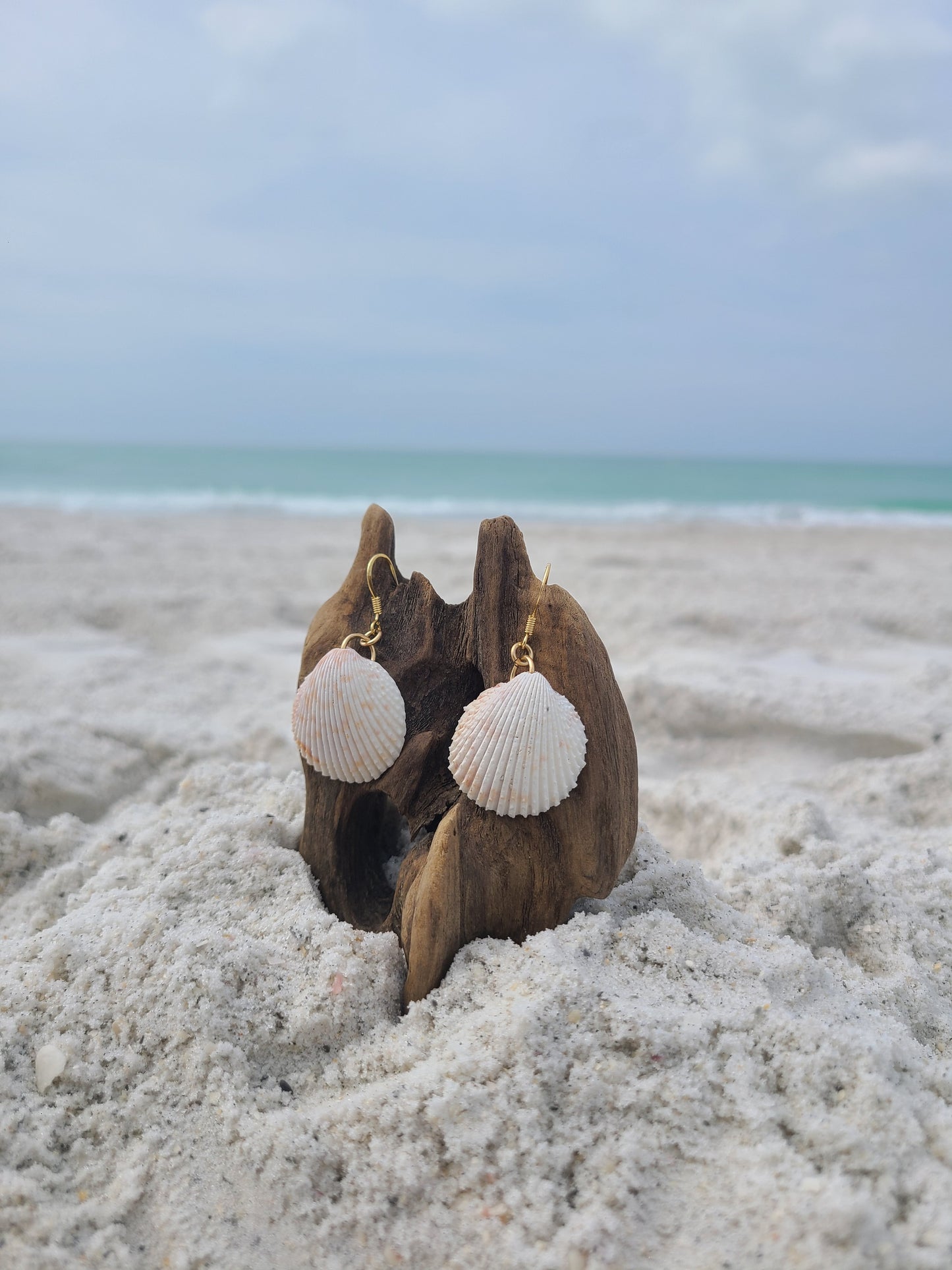 White Florida Cockle Shell Gold Earrings (14kgf)