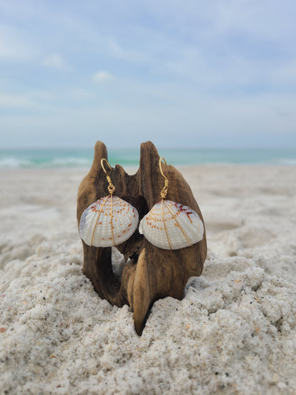 White & Gray Venus Clam Shell Gold Filled Earrings (14kgf)