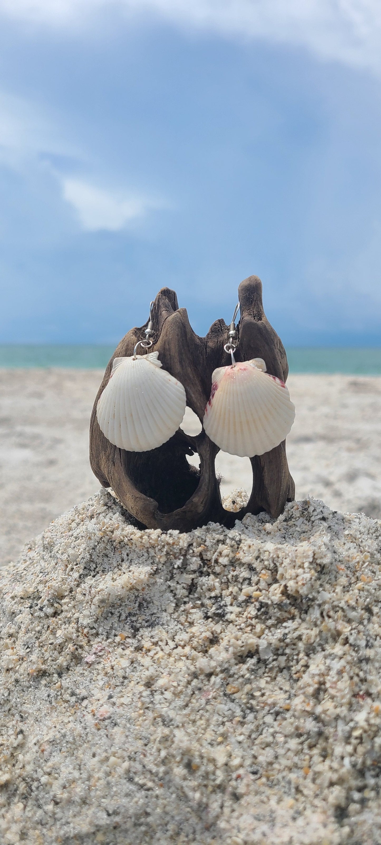 Cream or White Scallop Shell Dangle Earrings