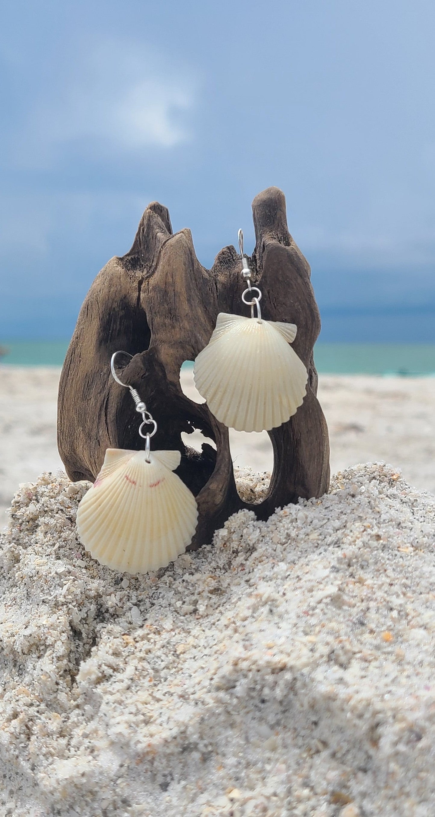 Cream or White Scallop Shell Dangle Earrings