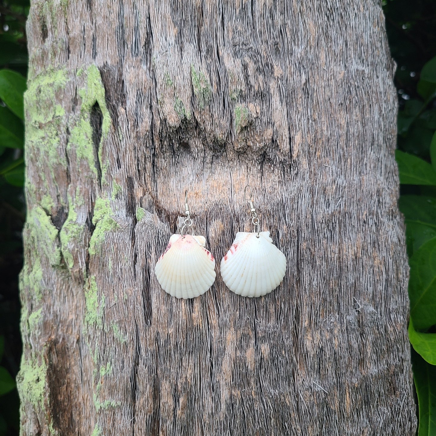 Cream or White Scallop Shell Dangle Earrings