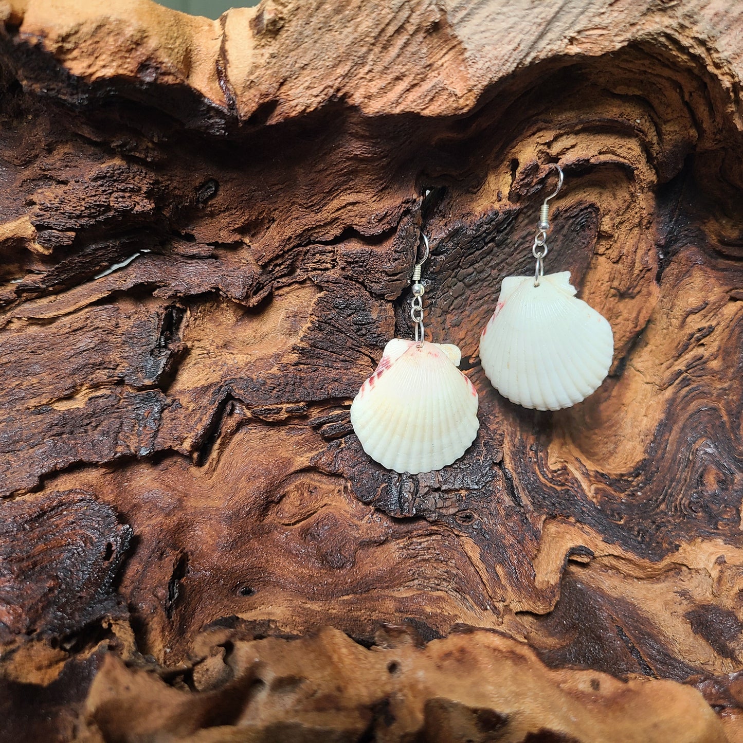 Cream or White Scallop Shell Dangle Earrings