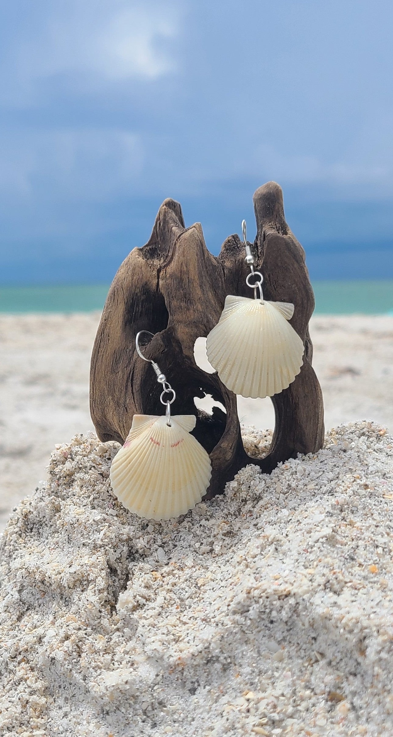 Cream or White Scallop Shell Dangle Earrings