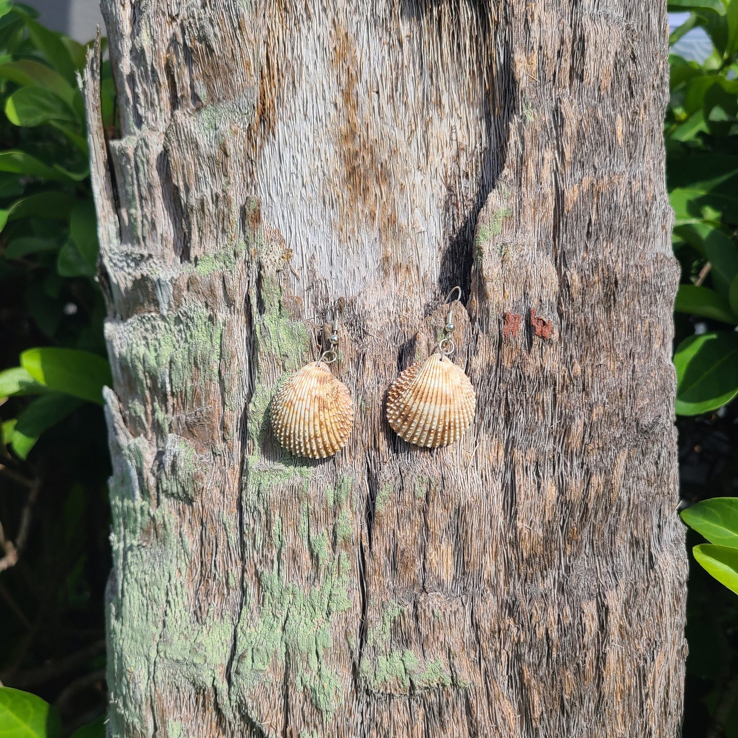 Florida Cockle Shell Drop Earrings