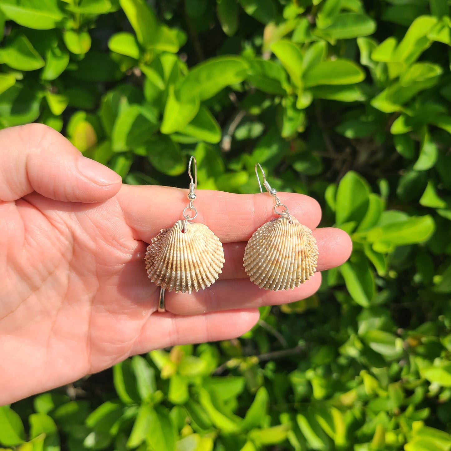 Florida Cockle Shell Drop Earrings