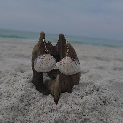 White & Gray Venus Clam Shell Gold Filled Earrings (14kgf)